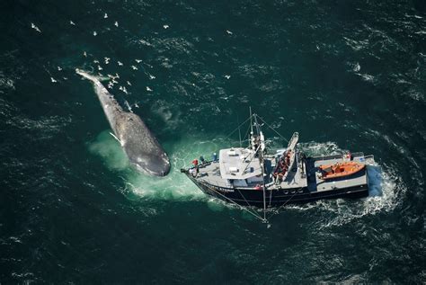 20 Animales Gigantes Que No Parecen Que Fueran Reales