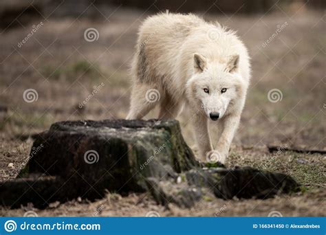 White Wolf In The Forest Stock Photo Image Of Beautiful 166341450