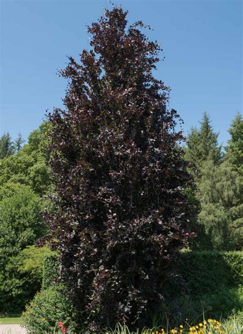 Fagus Sylvatica Dawyck Purple European Beech