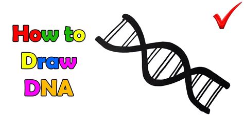 Dna Drawing At Explore Collection Of Dna Drawing