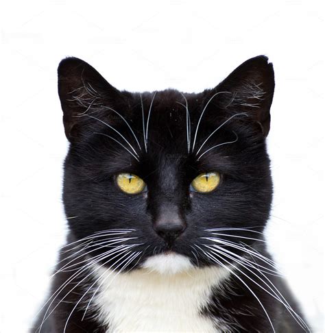 Black Tuxedo Cat ~ Animal Photos On Creative Market