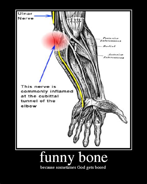 Is A Funny Bone A Bone Funny Png