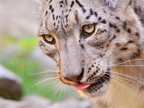 Download Wallpaper 1600x1200 Snow Leopard Face Eyes Spotted