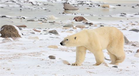 Polar Bear Season In Pictures Churchill Polar Bears