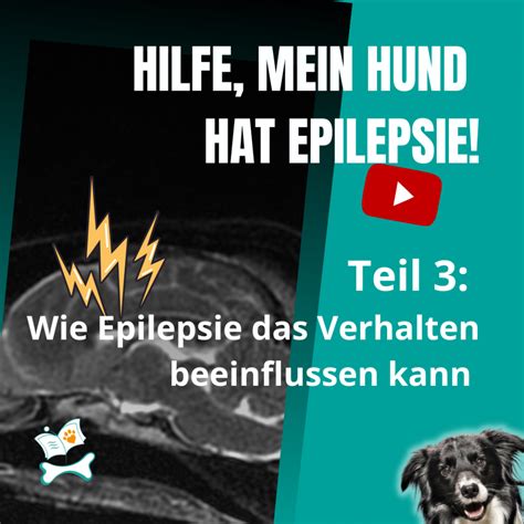 Hilfe Mein Hund Hat Epilepsie Wie Epilepsie Das Verhalten Deines