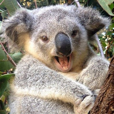 Photo By Seeaustralia Cute Koala Bear Smiling Animals Baby Koala