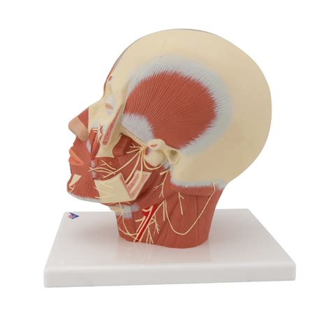 3b Scientific Head Musculature With Nerves Model