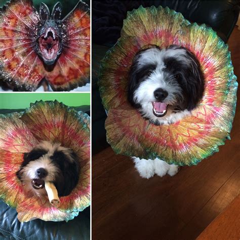 This diy dog cone is much more comfortable than a large plastic e. An upgrade to the cone of shame! http://ift.tt/2jcjkrh ...