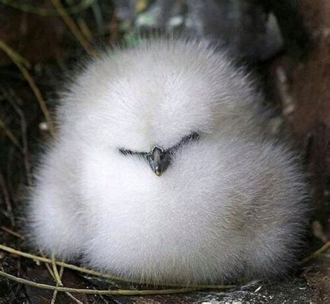 These 20 Cute Fluffy Animals Are Best At What They Do
