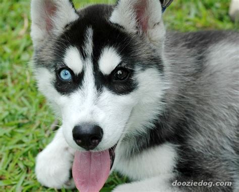 I Want A Husky And I Love The 2 Colored Eyes 2 Colored Eyes Different