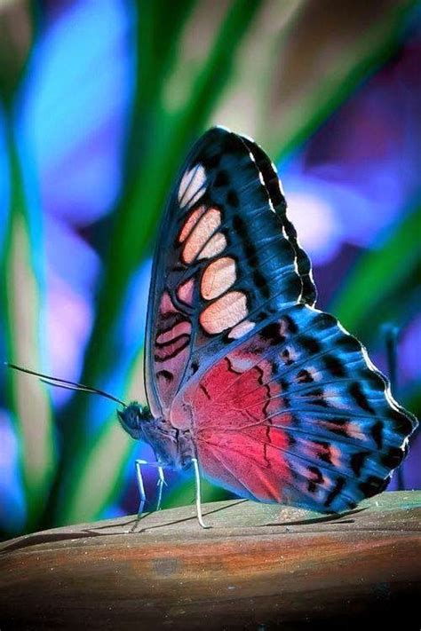 Cute Butterflies Pictures Free Download Beautiful Butterflies