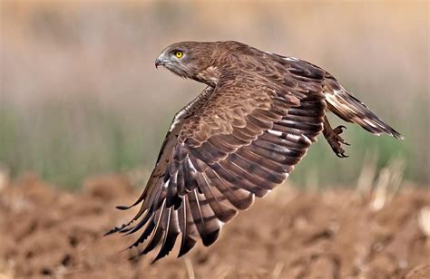 25 Stunning Photographs Of Birds In Flight Twistedsifter