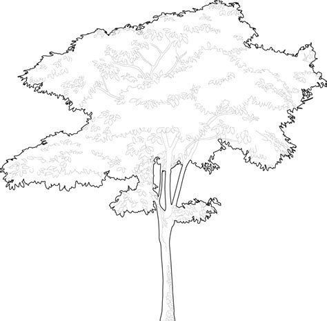 Trees Dwg Cad Blocks Free Download Pimpmydrawing Tree Line Drawing