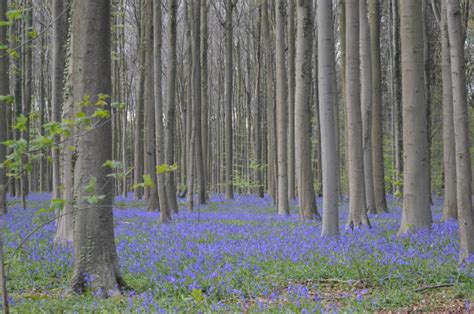 Hallerbos Hutan Ajaib Di Belgia Yang Menakjubkan Penuh Bunga Bluebell