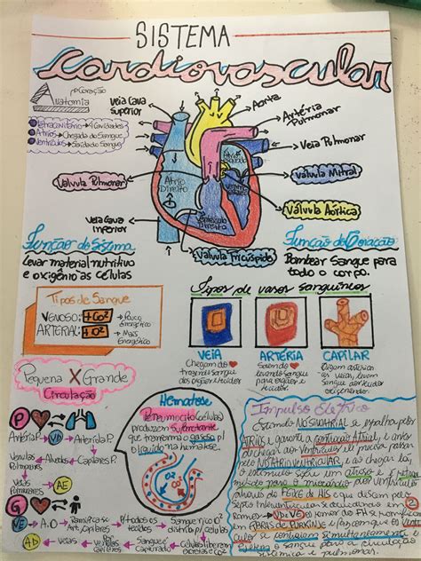 Anatomia Y Fisiologia Del Sistema Cardiovascular Vrogue