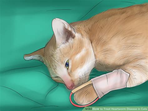 Disease of the heart valves (causing 'leaky' valves which prevent the heart functioning normally) are an important and common cause of heart disease in humans and in dogs, but this is rarely seen in cats. How to Treat Heartworm Disease in Cats: 9 Steps (with ...