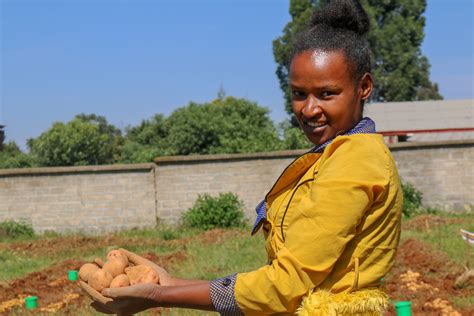 Ethiopian farmers help researchers select potato varieties that the ...