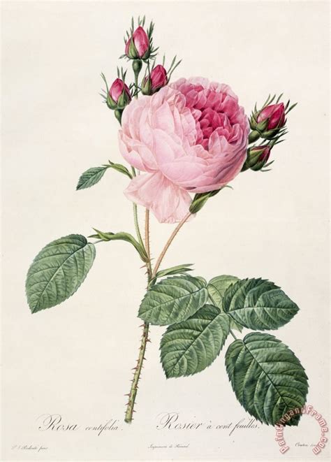 Αναβάθμισε το στυλ σου & την αισθητική του σπιτιού σου με τη μοναδική γκάμα της la redoute σε ρούχα, παπούτσια, αξεσουάρ & είδη σπιτιού. Pierre Joseph Redoute Rosa Centifolia painting - Rosa Centifolia print for sale