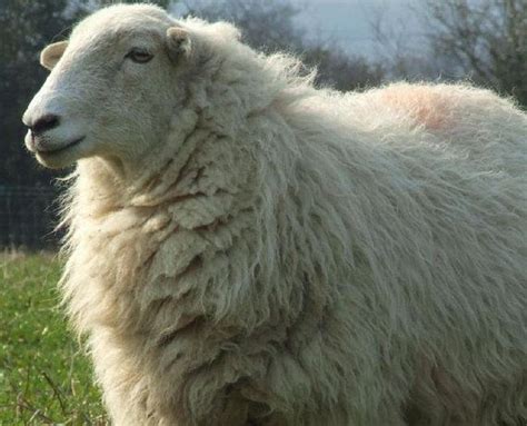 Welsh Mountain Wool Combed Top Heritage Breed 100 Grams Sheep