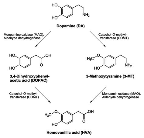 Dopamine Metabolites Psychology Wiki Fandom