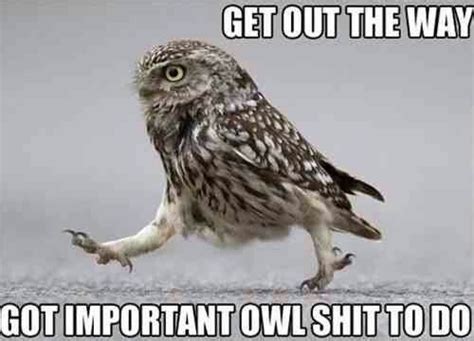15 Hilarious Owl Memes Funny Owls Funny Animal Pictures Funny