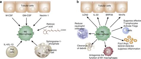 M2 Macrophages In Kidney Disease Biology Therapies And Perspectives