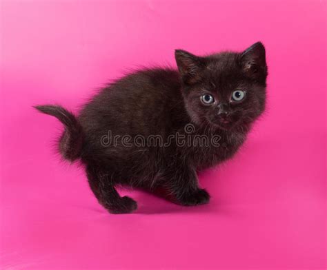 Black Fluffy Kitten With Green Eyes Ready To Pounce Stock Image Image