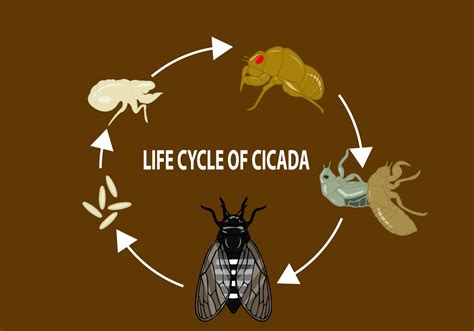 There are more than 3,000 cicada species—some show up every 13 to 17 years, while others emerge every year when the weather gets warm. Life Cycle of Cicada - Download Free Vectors, Clipart ...