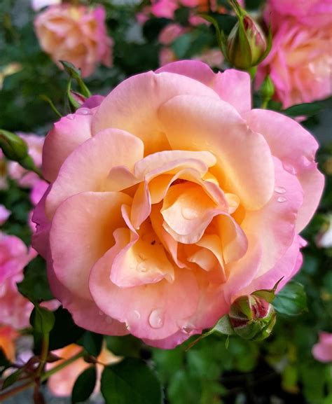 Garden, Rose, Pink, Open Rose, Rose Bloom #garden, #rose, #pink, #openrose, #rosebloom | Rose 