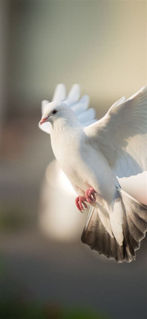 This method is introduced in the android n for the direct boot implementation. White Dove HD Android Wallpapers - Wallpaper Cave