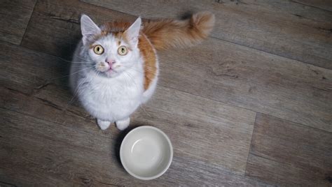 Why Is My Cat Always Hungry Feeding Advice Purina