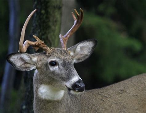 Arkansas Hunter Dies After Attack By Deer He Shot The Arkansas Democrat Gazette Arkansas