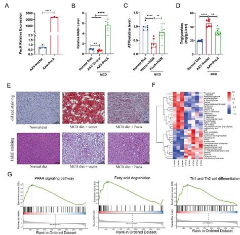 Improvement In Mouse Liver Lesions By Pnca Overexpression Via Aav A