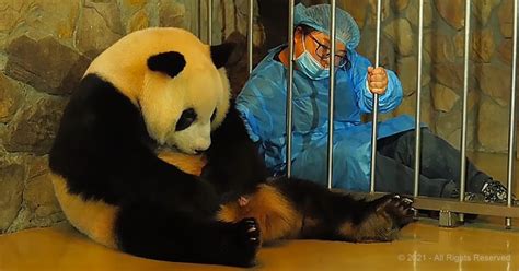 This Rare Footage Of A Panda Giving Birth Is Just The Adorable