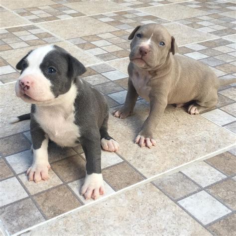 It has a lot of stamina and makes a good watchdog. American Pit Bull Terrier Puppies For Sale | New Haven, CT ...