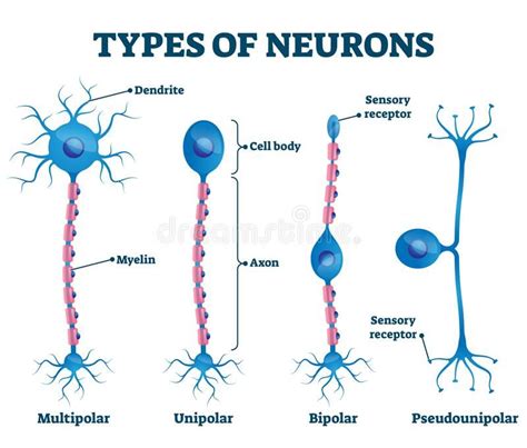 Types Of Neurons Vector Illustration Labeled Nerve Parts Comparison