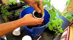 trg 2012 how to transplant tomato seedlings into cups growing vegetable seed starts youtube