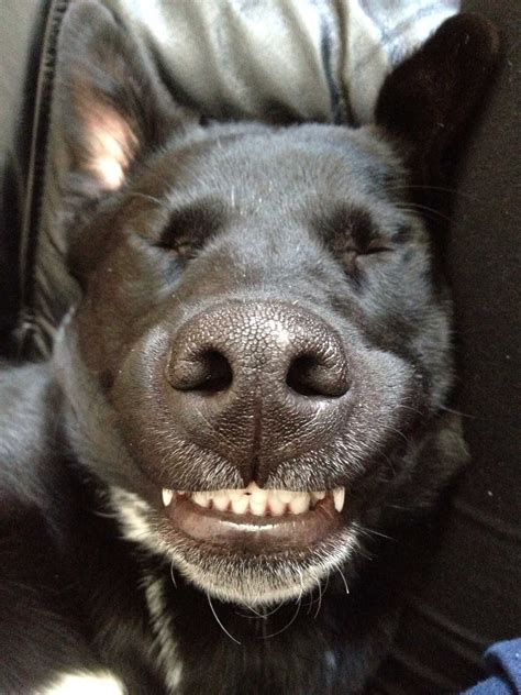 Black Lab Puppy Abby Smiling While Sleeping She Does This All The
