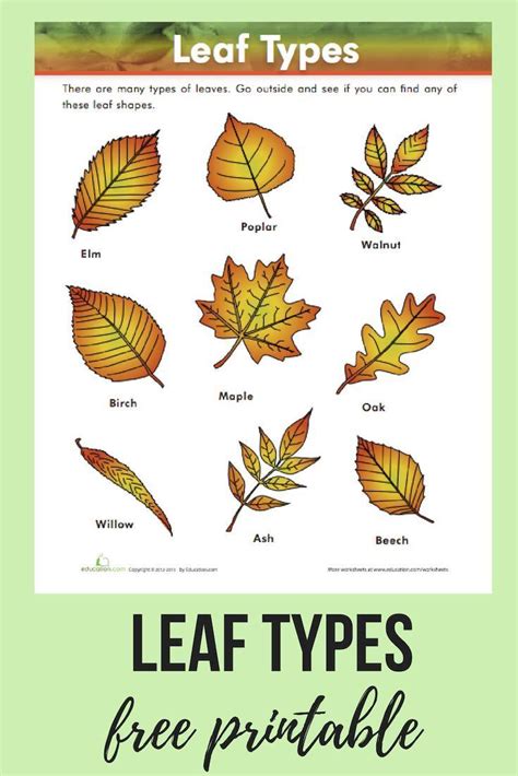 Leaf Types Worksheet Leaf Identification Leaf