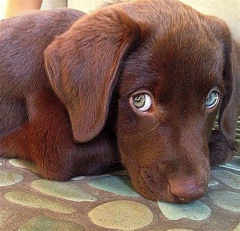 Dogs With Gorgeous Eyes Life With Dogs
