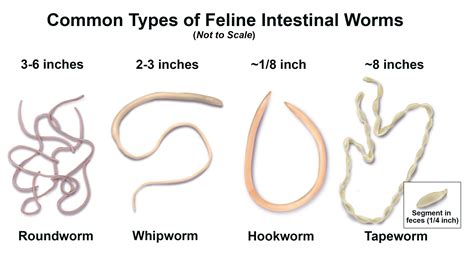 Fhs Animal Intake Process Part 2 Deworming Forsyth Humane Society