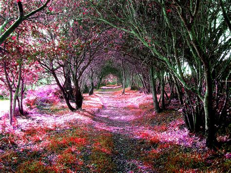 Beautiful Path Pink And Trail Image 187640 On