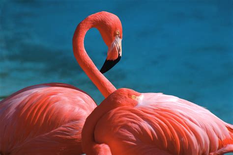 Flamingo Full Hd Wallpaper And Background Image 3072x2048 Id326008