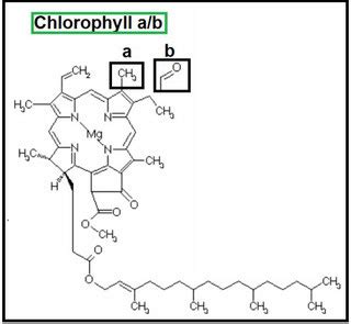A basic description about chlorophyll structure. Trennung der Blattfarbstoffe durch Chromatographie ...