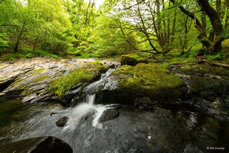 Restoration Project For Celtic Rainforest In Wales Announced Tgo Magazine