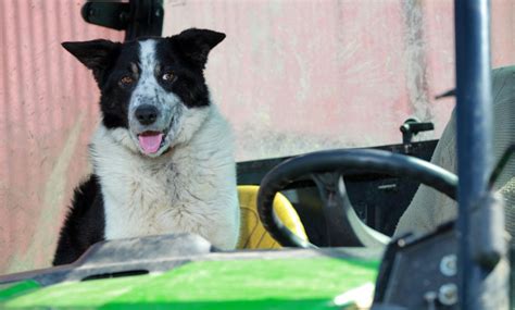 Dog Driving Tractor Ends About How Youd Expect Huffpost The World Post