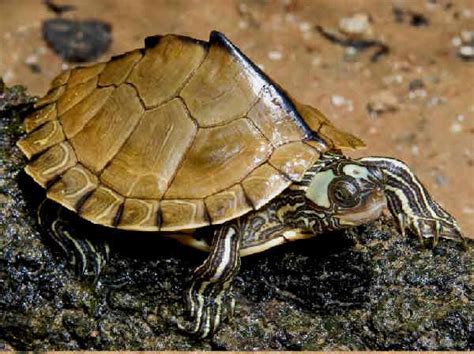 Images Of Small Baby Turtles Native To North Fl Cambron Evelve