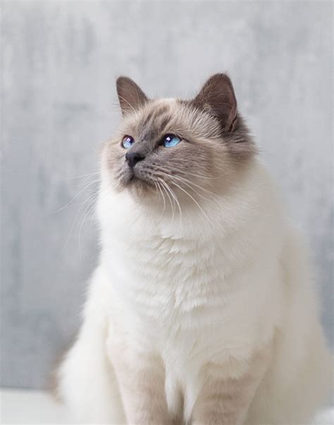 Birman Cat At The Great Cat In History Art And Literature