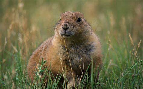 Explore Nature In The Great Plains The Nature Conservancy