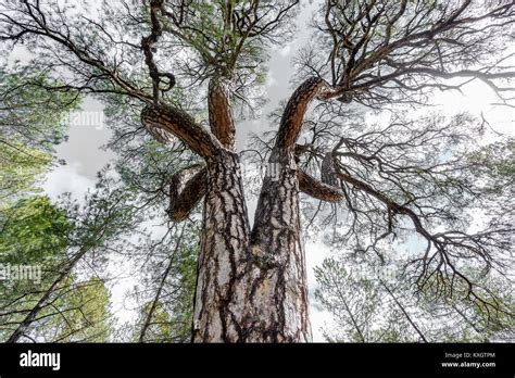 Pine Tree Perspective View Stock Photo Alamy